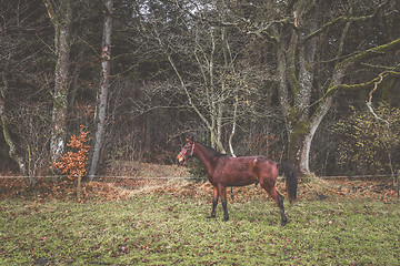 Image showing Brown horse on a rural meadow in the fall