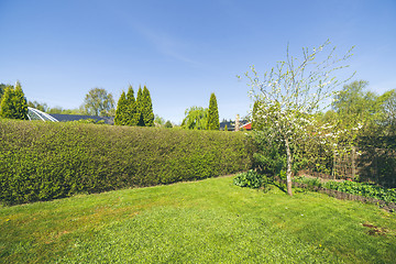 Image showing Garden with a lawn and a hedge under a blue sky