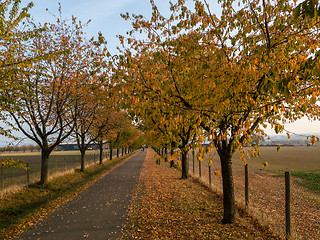 Image showing Alley in autumn park with colorful foliage