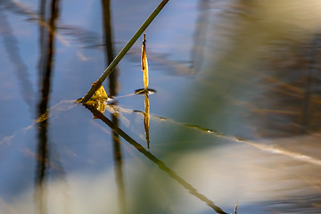 Image showing Water plants