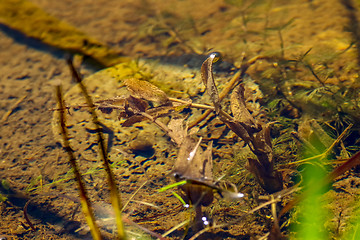 Image showing Underwater plants