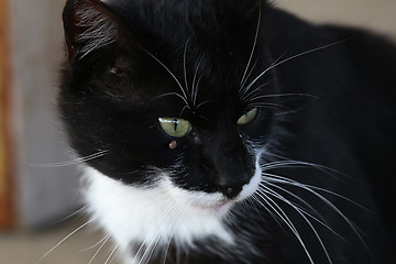 Image showing Portrait of black and white cat