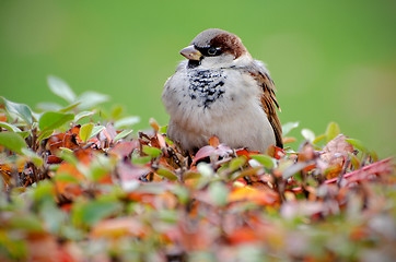 Image showing Sparrow on bush