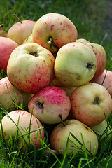 Image showing  Ripe apples on the green grass.