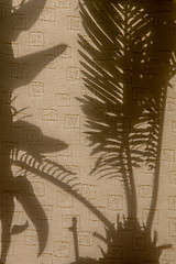 Image showing Shadows of plants on curtains.