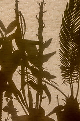 Image showing Shadows of plants on curtains.