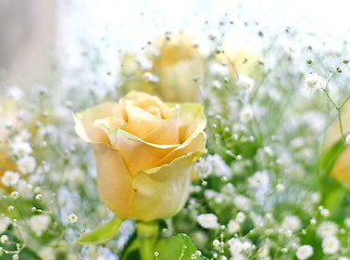 Image showing Beautiful bouquet of yellow roses and white little flowers with blur background