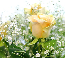 Image showing Beautiful bouquet of yellow roses and white little flowers with blur background