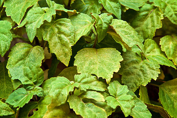 Image showing close up of patchouli plant leaves