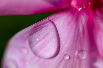 Image showing Pink flower closeup