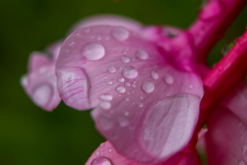 Image showing Pink flower closeup