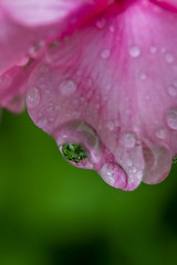 Image showing Pink flower closeup