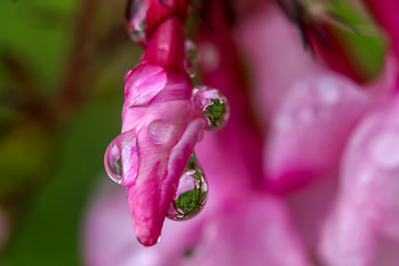 Image showing Pink flower closeup