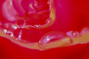 Image showing Red rose closeup