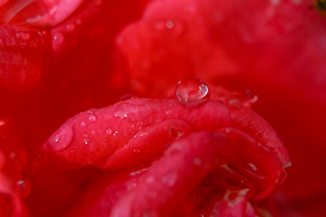 Image showing Red rose closeup