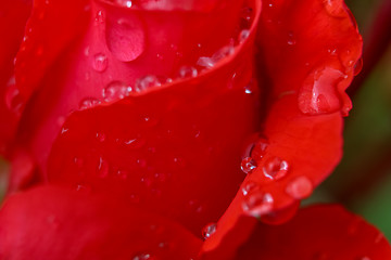 Image showing Red rose closeup