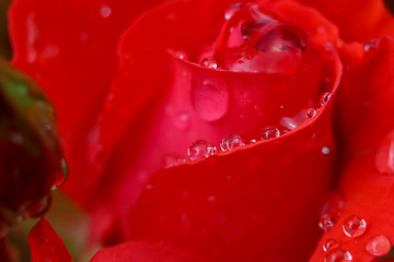 Image showing Red rose closeup