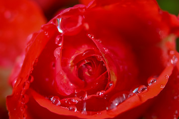 Image showing Red rose closeup