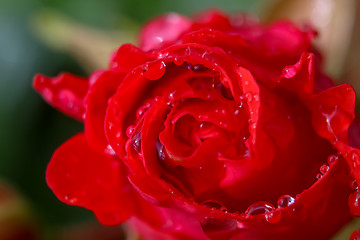 Image showing Red rose closeup