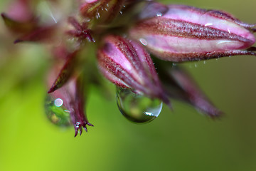 Image showing Pink flower closeup