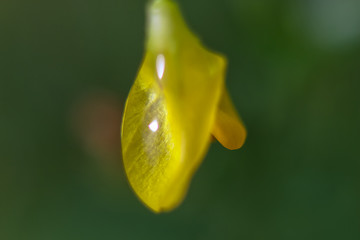 Image showing Yellow flower closeup