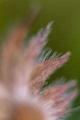 Image showing Flower closeup