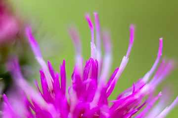 Image showing Pink flower closeup