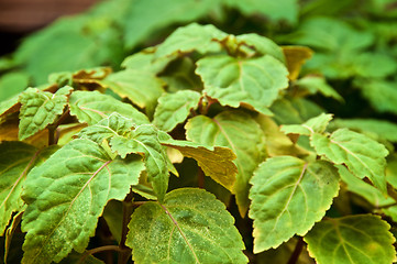 Image showing extreme close up of patchouli plant leaves