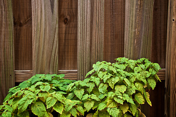 Image showing patchouly plants against fence