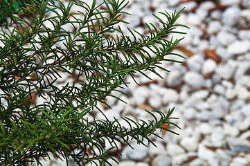 Image showing rosemary branches against blurred background