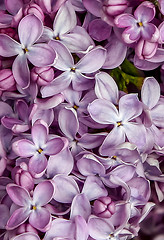 Image showing Background of purple lilac blossom.