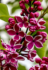 Image showing Background of purple lilac blossom.