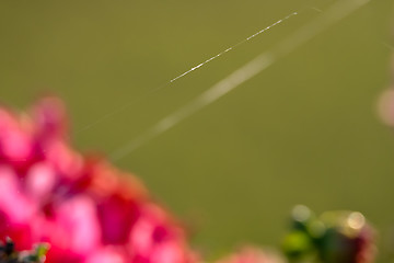 Image showing Blurry fragment of dahlia flower