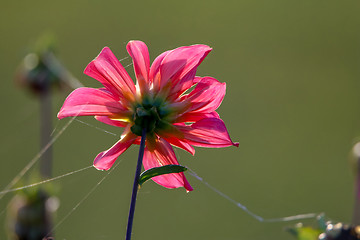 Image showing Pink dahlia with spider web