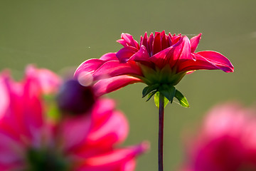 Image showing Green background with red dahlia