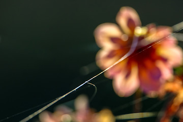 Image showing Blurry dahlia un green background.