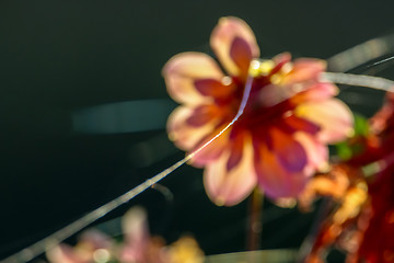 Image showing Blurry dahlia un green background.