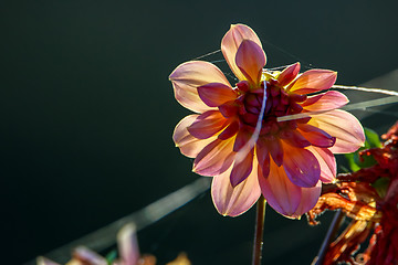 Image showing Dahlia and spider web as background.