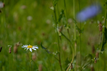 Image showing Daisy on meadow as background.