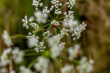 Image showing Field flower closeup as background.