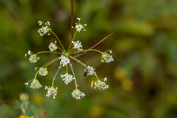 Image showing Field flower closeup as background.