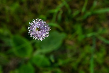 Image showing Violet flower in green grass