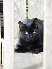 Image showing Black Cat on Stairs