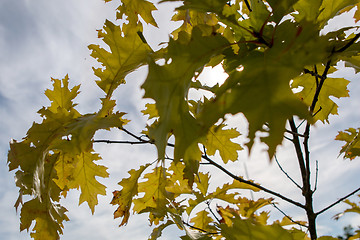 Image showing Maple tree leaves in Latvia.