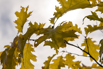 Image showing Maple tree leaves in Latvia.