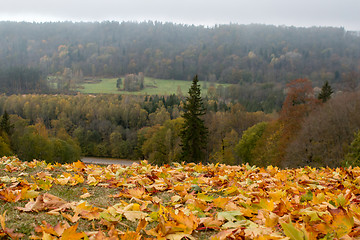 Image showing Maple tree leaves in Latvia.