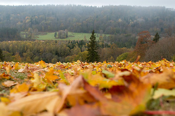 Image showing Maple tree leaves in Latvia.