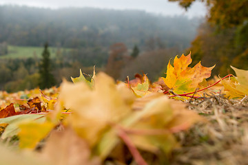 Image showing Maple tree leaves in Latvia.