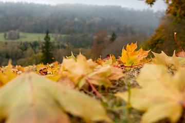 Image showing Maple tree leaves in Latvia.