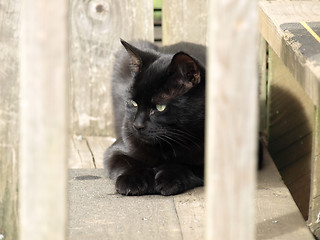 Image showing Black Cat on Stoop